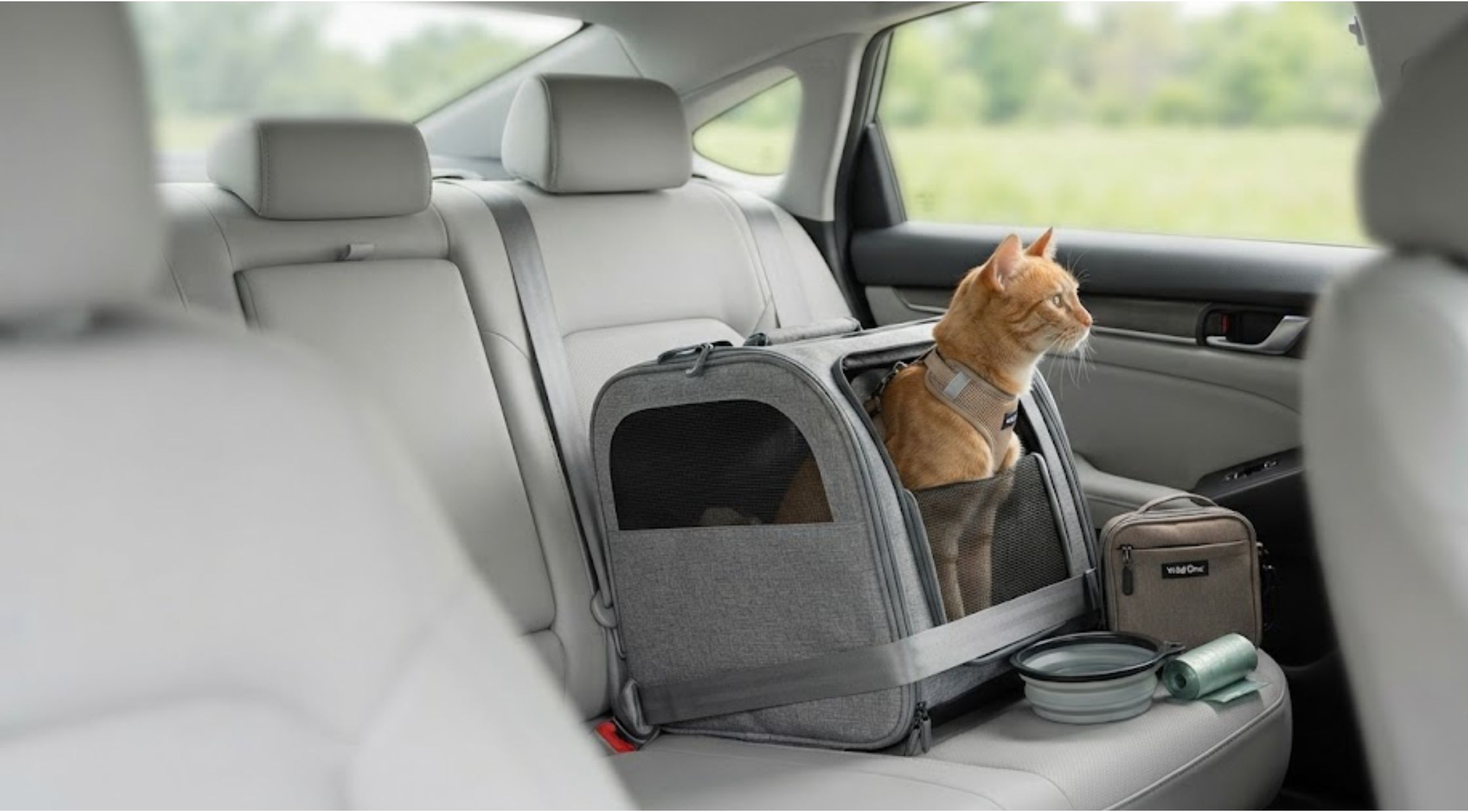 How to Choose the Right Cat Travel Accessories for Stress-Free Adventures